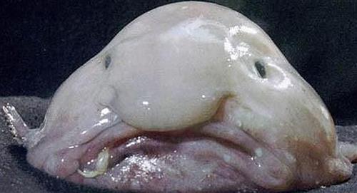 El animal más feo del mundo es el pez borrón