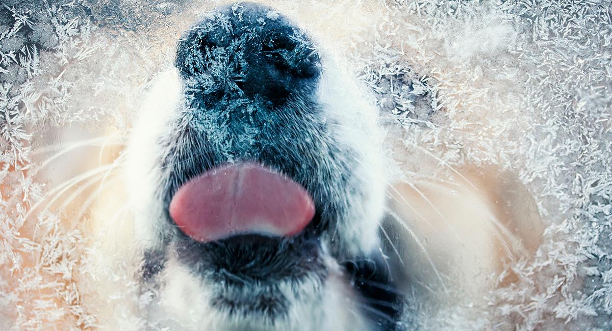 3 razones por las que tu perro lame el vidrio de las ventanas. Foto: Shutterstock