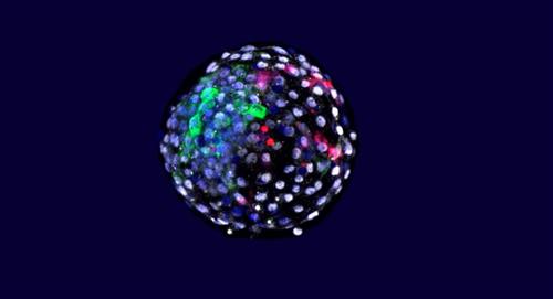 China crea polémicos "embriones quimera" a partir de células de mono y humano