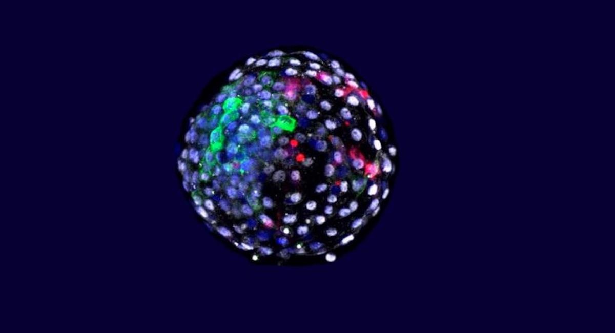 China hace pruebas para crear embriones quimera. Foto: EFE