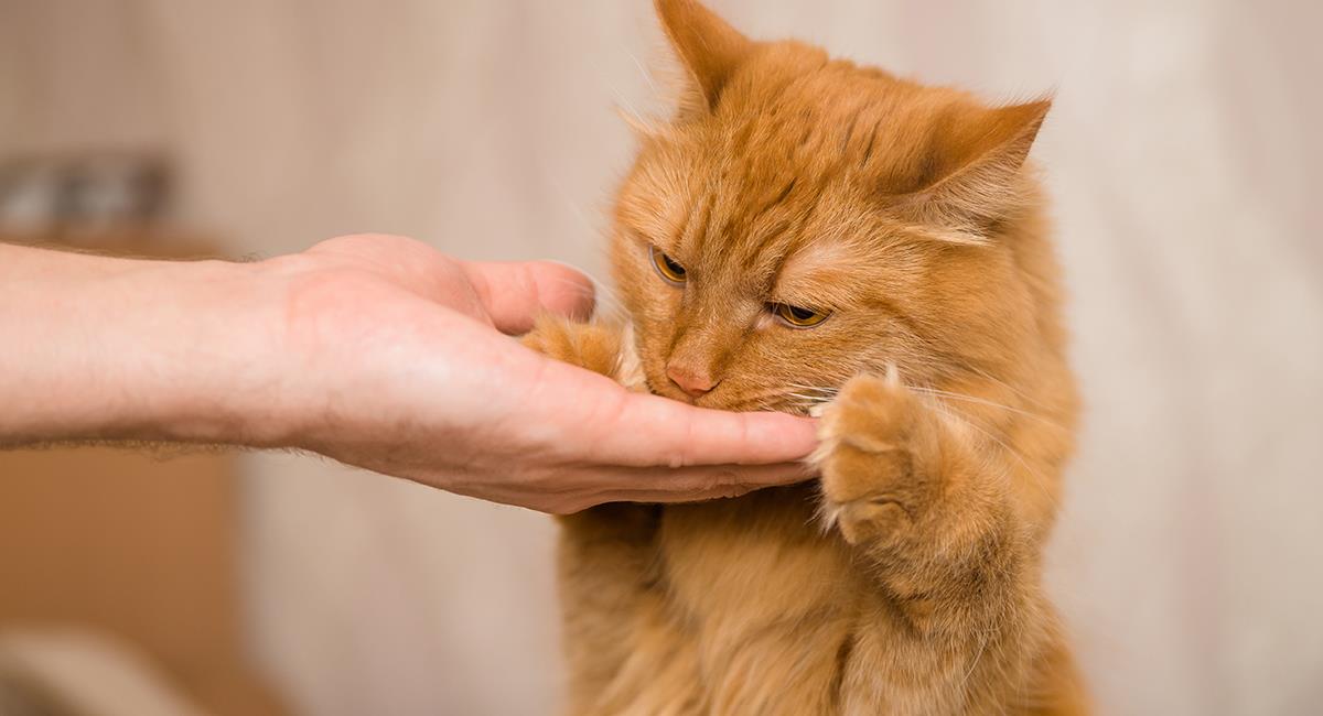¿Cuál es la forma correcta de darle una pastilla a un gato?