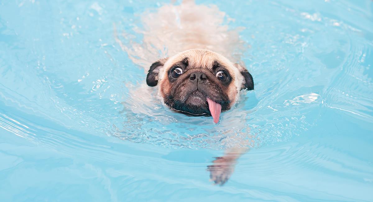 Perrita salvó a otro can de morir ahogado en una piscina. Foto: Shutterstock