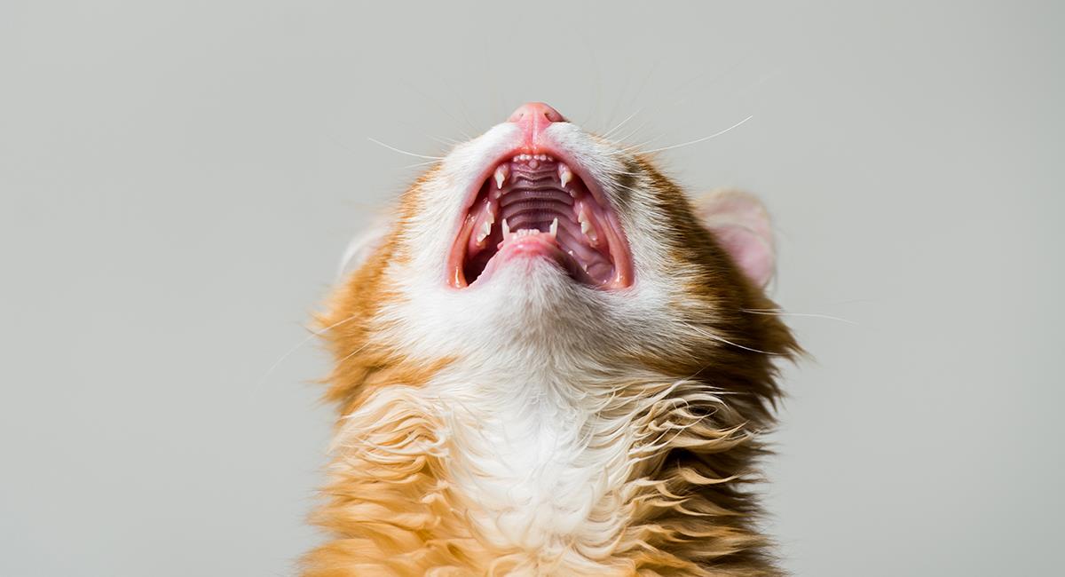 3 cosas que debes hacer para cuidar los dientes de tu gato. Foto: Shutterstock