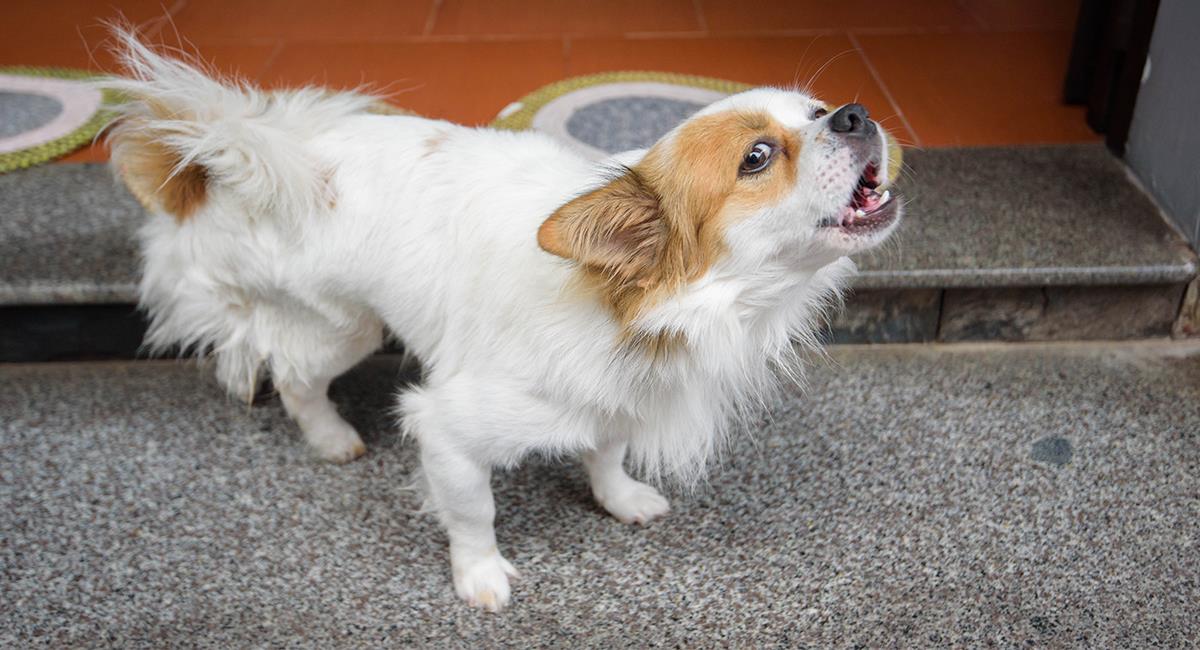 Si tu perro ladra en exceso, estos 7 trucos podrían solucionar el problema. Foto: Shutterstock