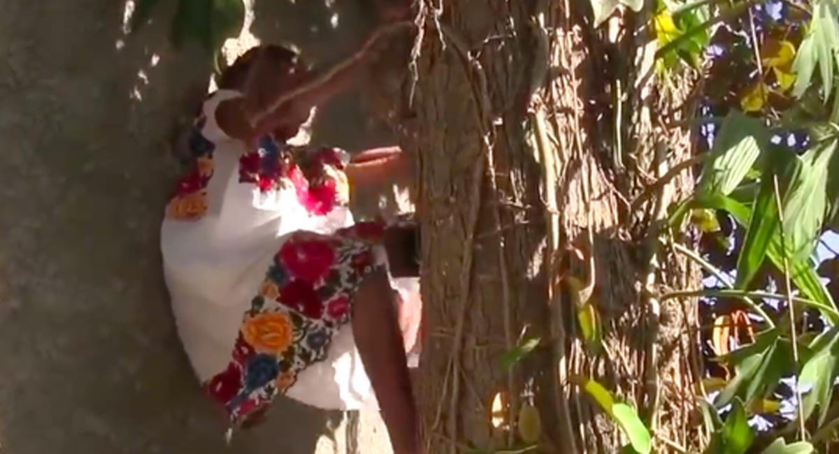 Una mujer de 88 años no permite que le ayuden a bajar los frutos de su árbol porque ella misma se encarga de eso. Foto: Twitter @qtf