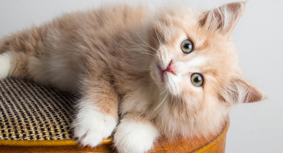 Aprende a entender el comportamiento de tu gato, según su edad. Foto: Shutterstock