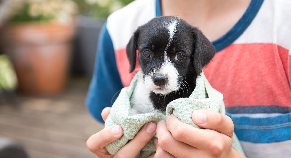 4 consejos para quienes tienen un perro como mascota por primera vez. Foto: Shutterstock