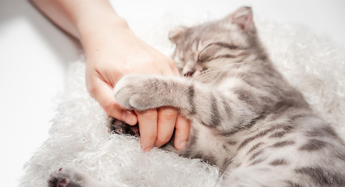 Felinoterapia: conoce los increíbles beneficios de tener un gato en casa. Foto: Shutterstock
