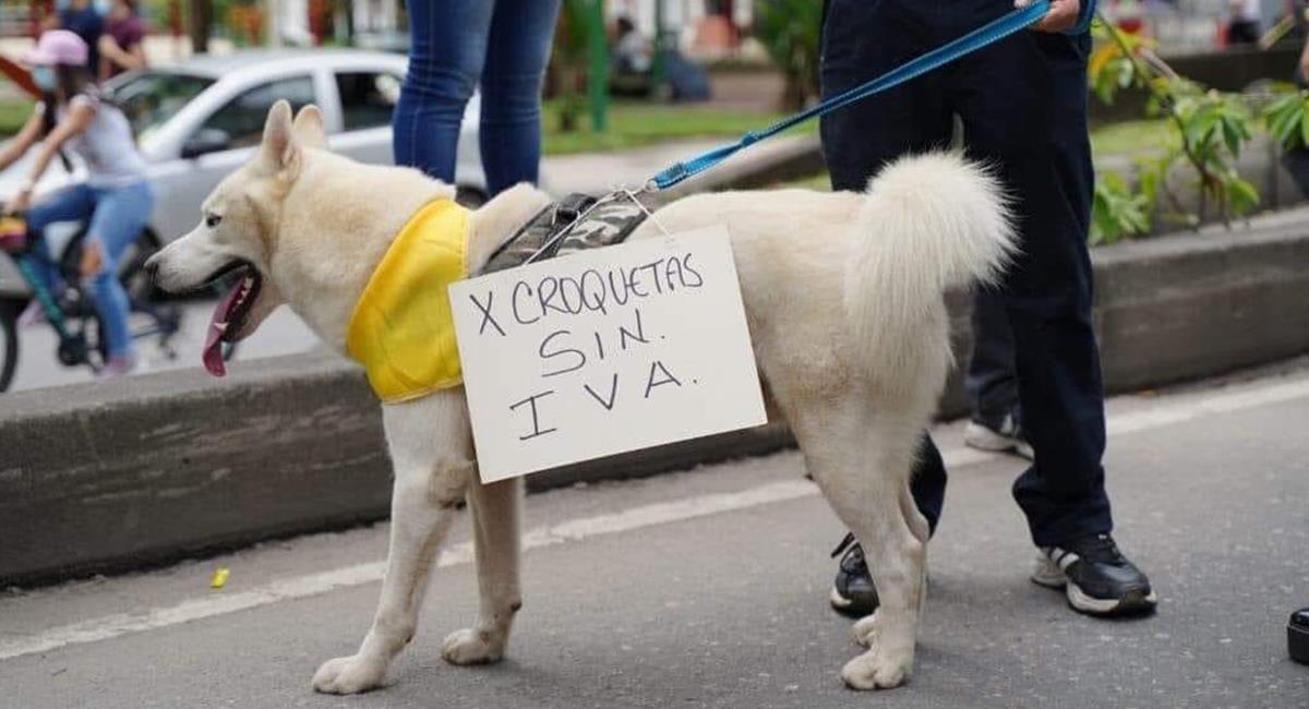 Protege a tu mascota durante las manifestaciones. ¡No la lleves!. Foto: Twitter @felixinshine