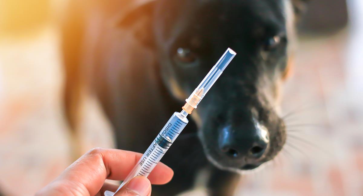 Inmunización anticovid para animales: ya salió el primer lote de 17.000 vacunas. Foto: Shutterstock