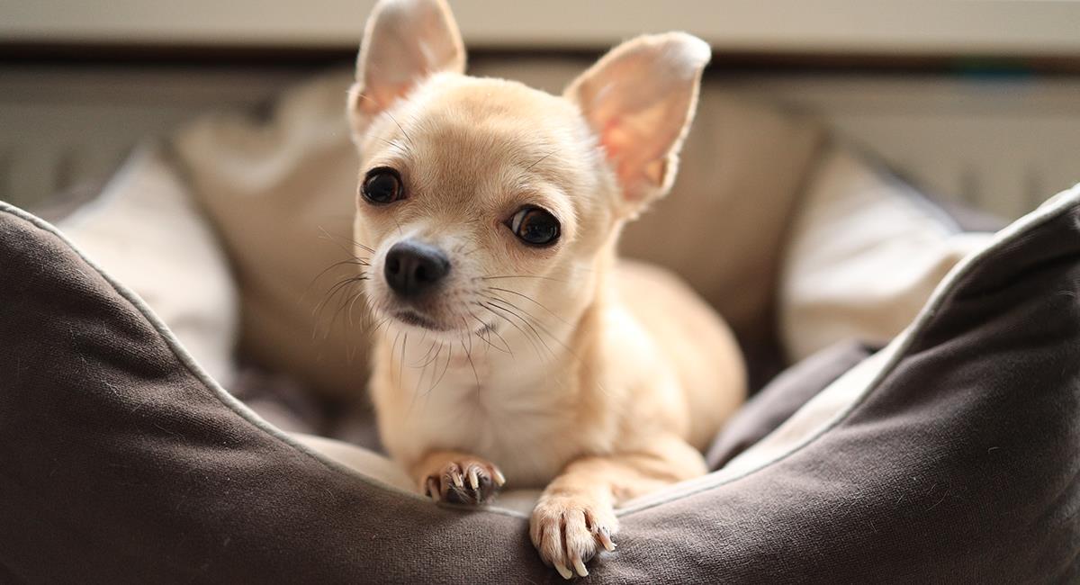 Perro chihuahua podría ser condenado a pena de muerte por ser un “peligro”. Foto: Shutterstock