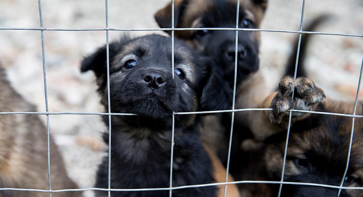 Hallan más de 150 cachorros en jaulas, listas para ser enviadas por correo. Foto: Shutterstock