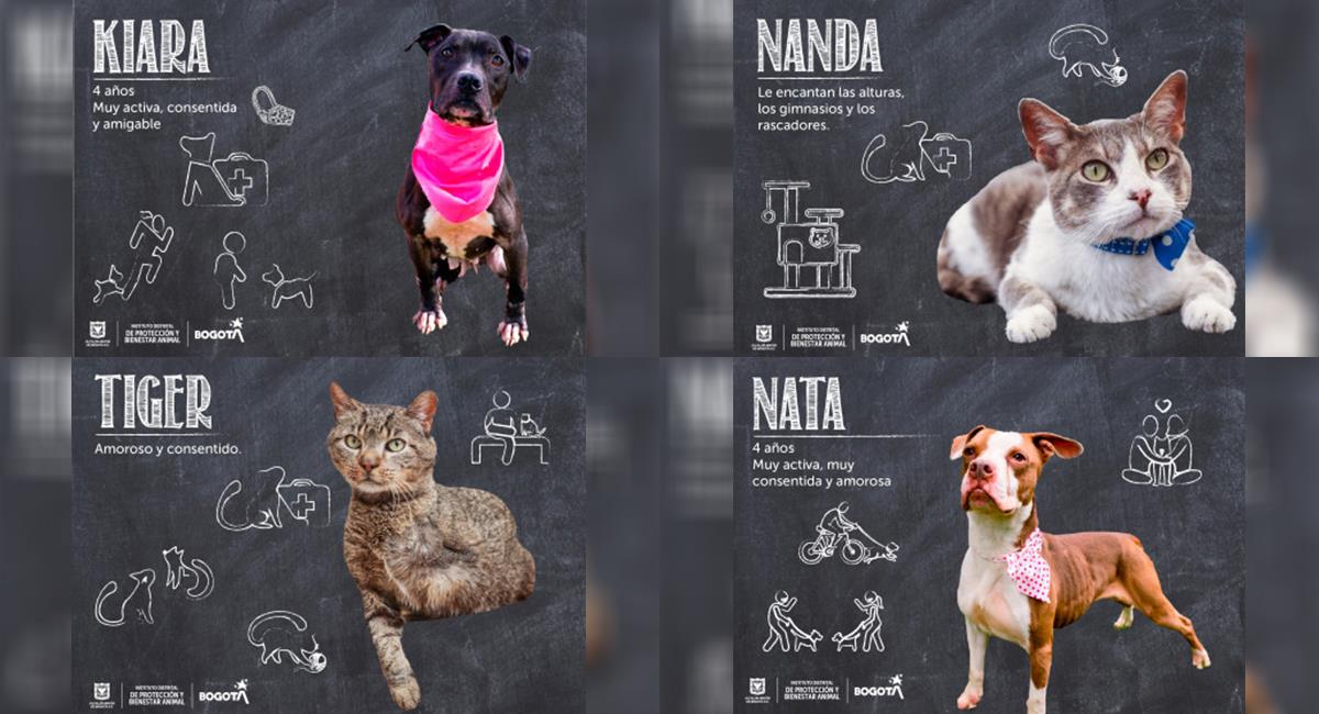 Atención: Bogotá tendrá nueva jornada de adopción de perros y gatos. Foto: IDPYBA