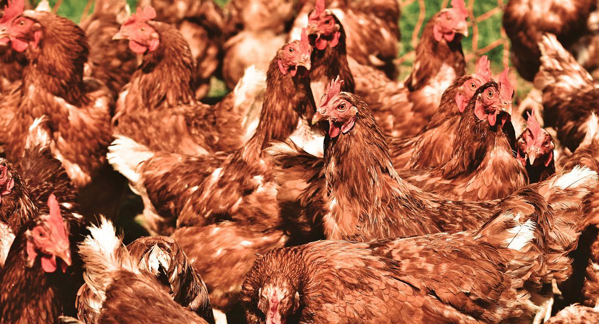 Debido a la falta de alimento por bloqueos en las vías 400.000 gallinas tuvieron que ser sacrificadas. Foto: Pixabay