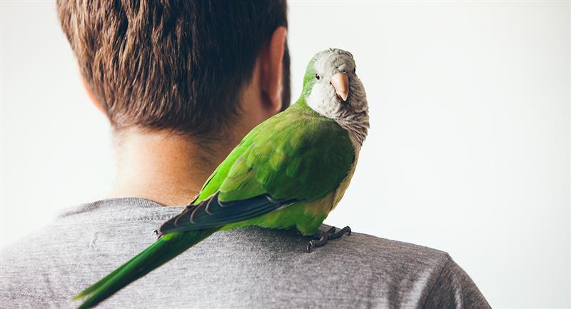 Aguanieve gastos generales Ropa Aves como mascotas: ¿qué debes tener en cuenta si quieres una?