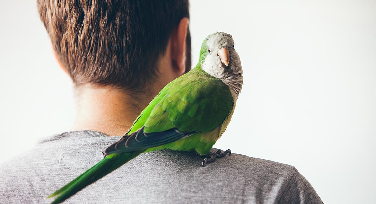 Esto es lo que debes tener en cuenta si vas a tener un ave como mascota. Foto: Shutterstock