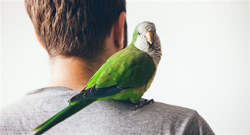 ¿Qué debes tener en cuenta si quieres tener un ave como mascota?