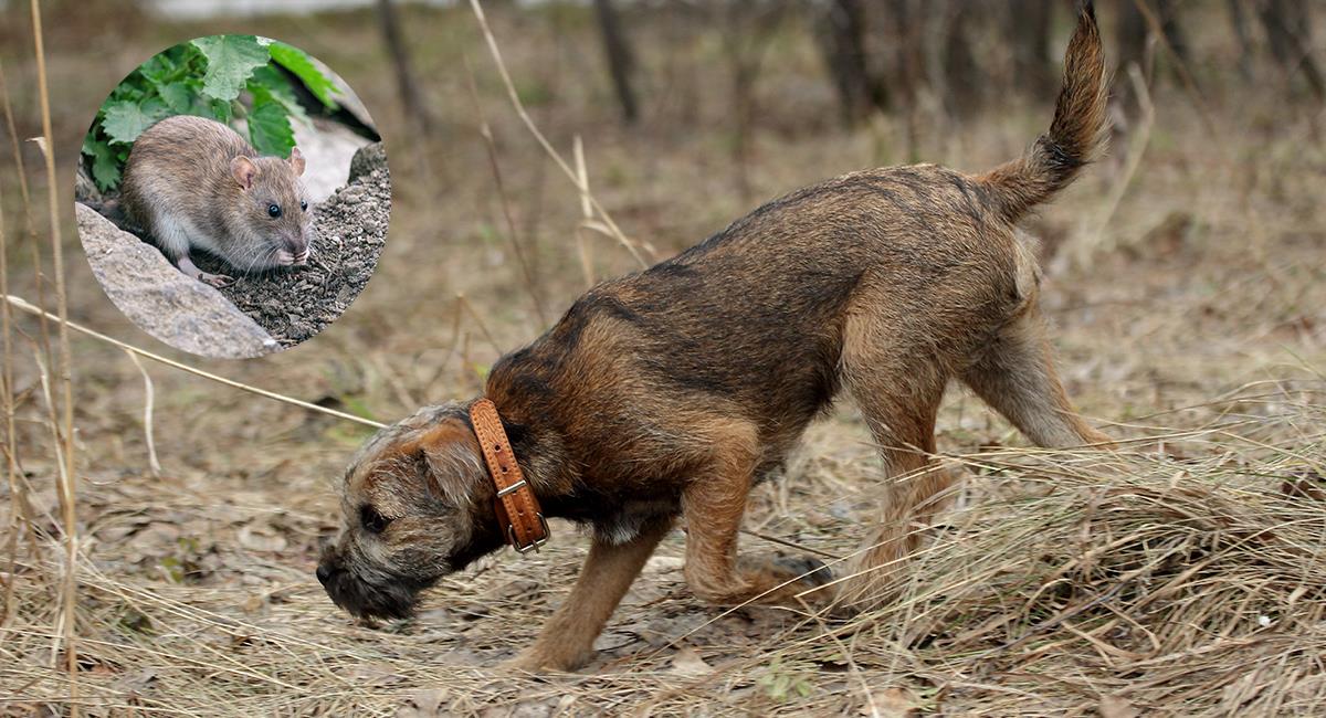Ya no es tarea de gatos: ahora perros son entrenados para cazar ratas. Foto: Shutterstock