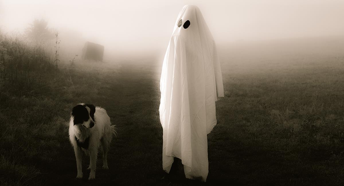 5 cosas que hacen los perros cuando sienten la presencia de un fantasma. Foto: Shutterstock