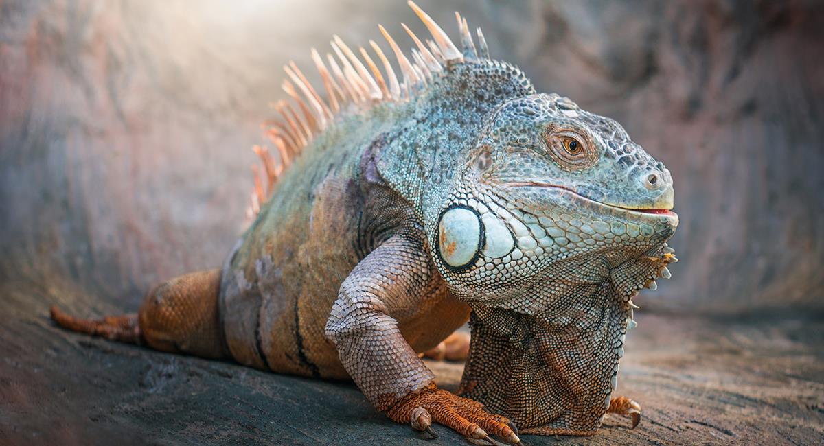 Hombre sorprende al mostrar a su peculiar mascota: un gigante lagarto. Foto: Shutterstock