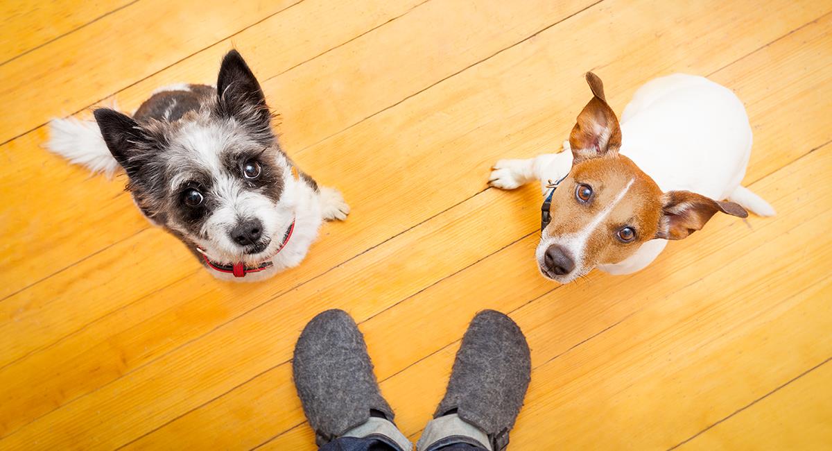 4 razones por las que tu perro sabe que estás a punto de llegar a casa. Foto: Shutterstock