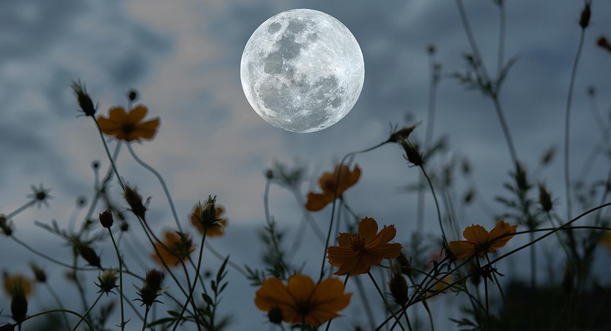 Fases de la Luna: ¿cuándo es más conveniente sembrar plantas?. Foto: Shutterstock