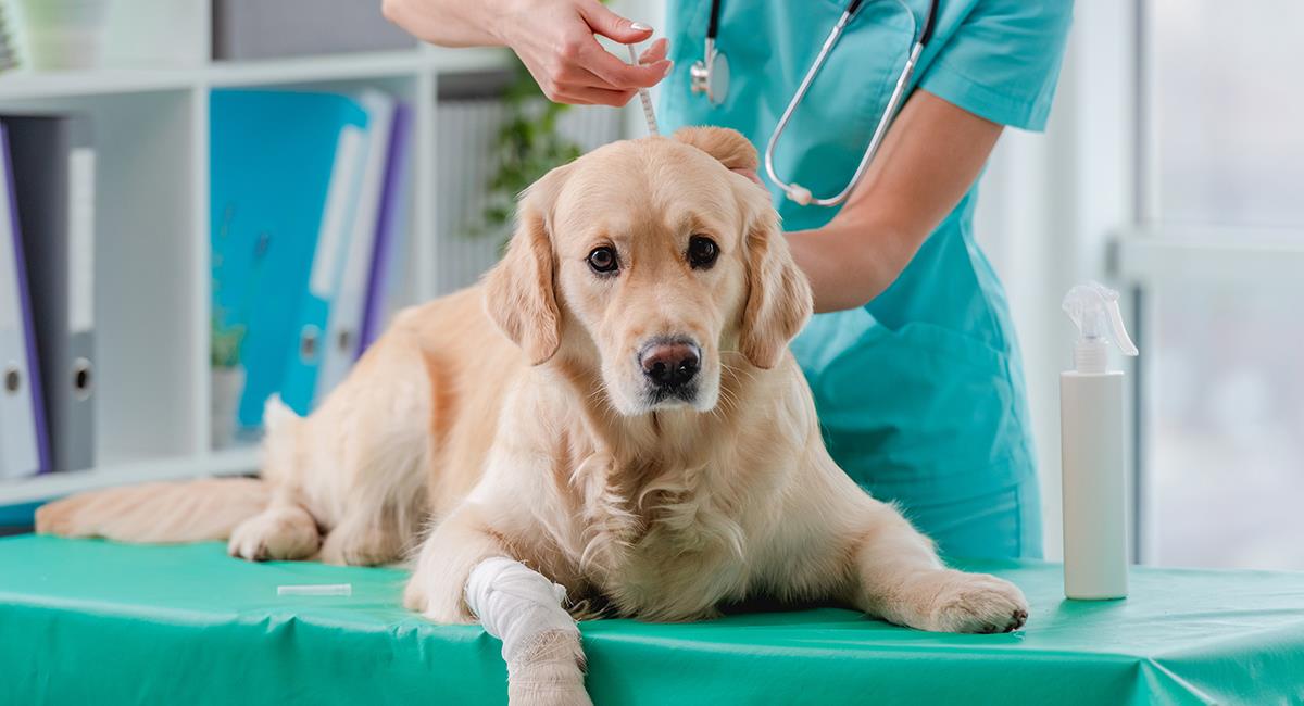 Crece la preocupación por la propagación de una bacteria mortal para los perros. Foto: Shutterstock