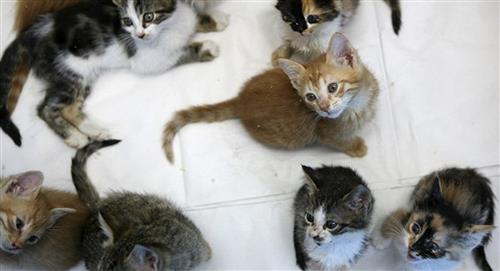 Voluntaria de hogar de paso animal esperaba 30 gatos y le entregaron 400