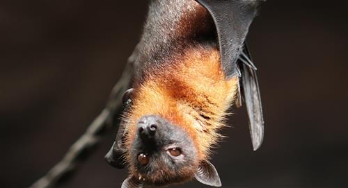Nuevos lotes de coronavirus en murciélagos fueron hallados por investigadores chinos