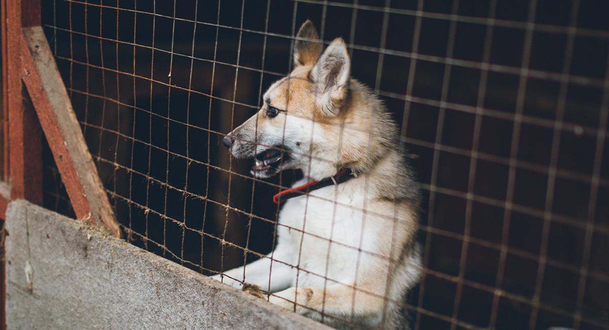 Ya inició el polémico festival de carne de perro de Yulin, en China. Foto: Shutterstock