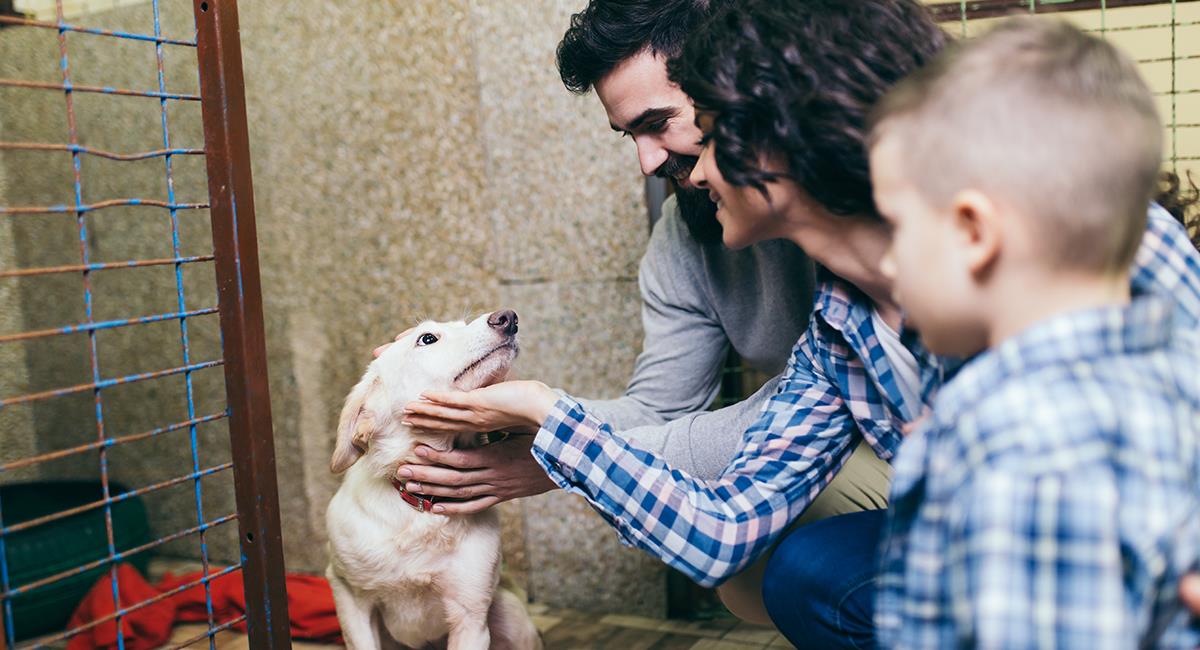 Adopción de mascotas en Bogotá: solo podrás hacerlo si cumples con estos requisitos. Foto: Shutterstock