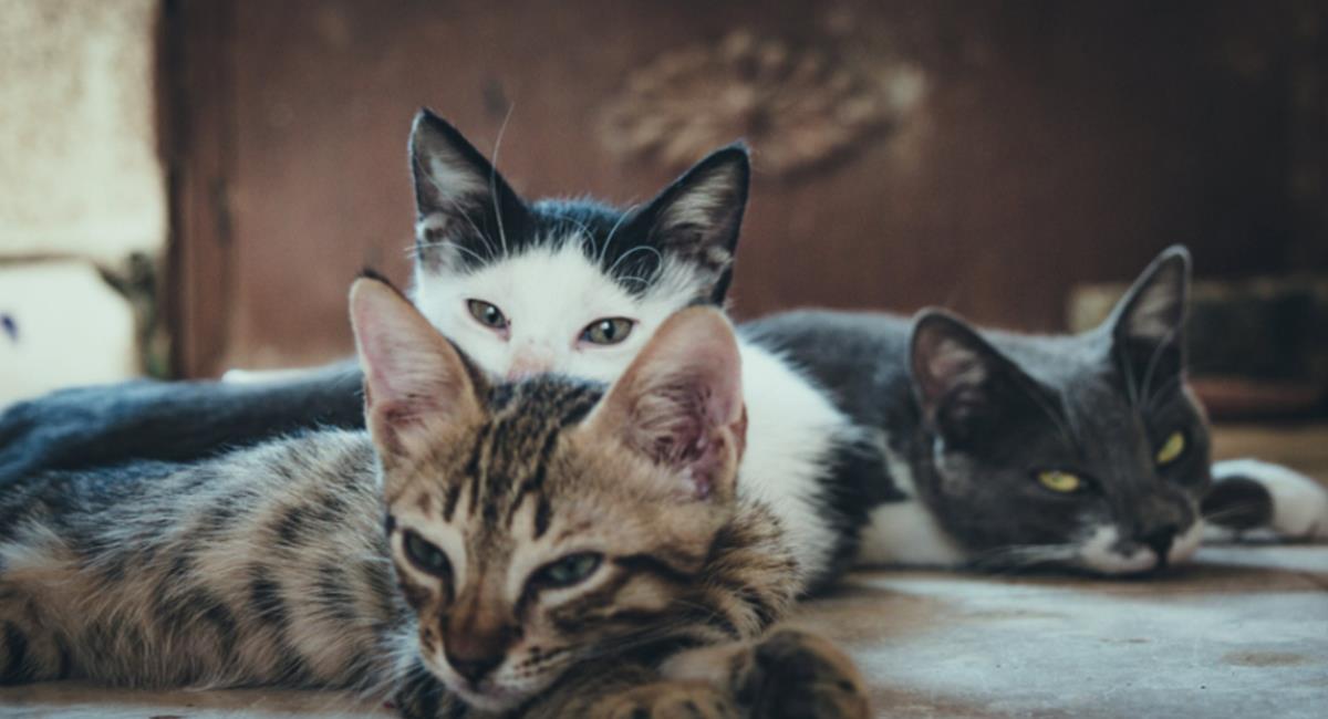 Los gatos son considerados como los 'guardianes' del mundo espiritual. Foto: Pixabay