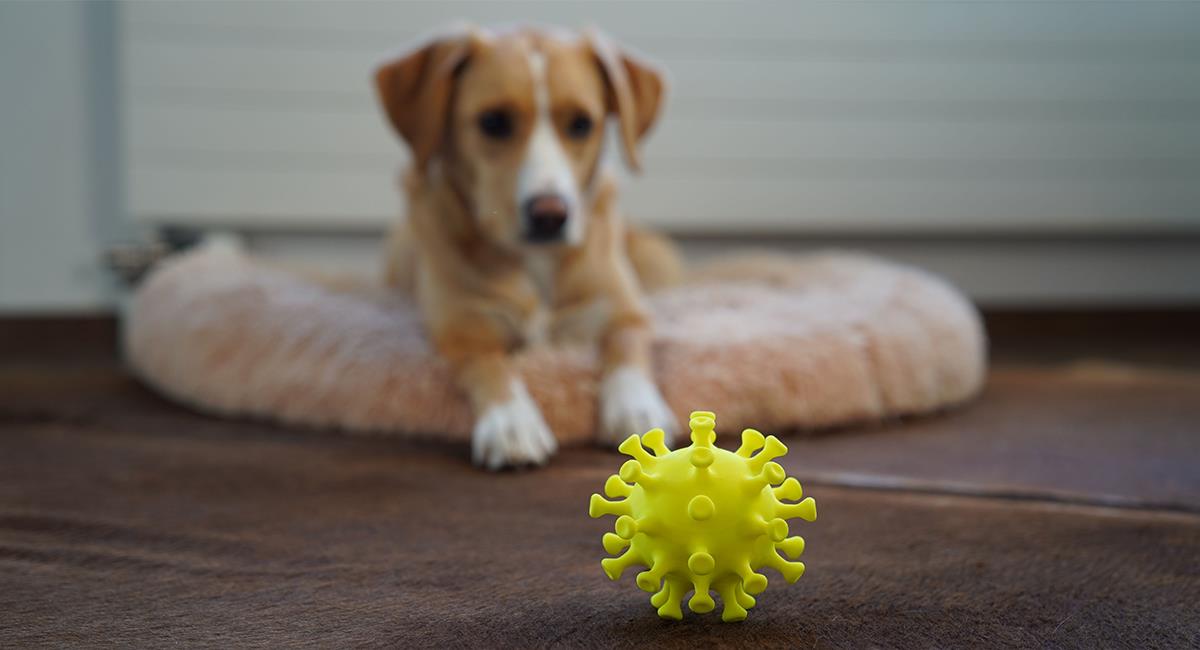 COVID-19: estudio demuestra los impactantes efectos de la pandemia en las mascotas. Foto: Shutterstock
