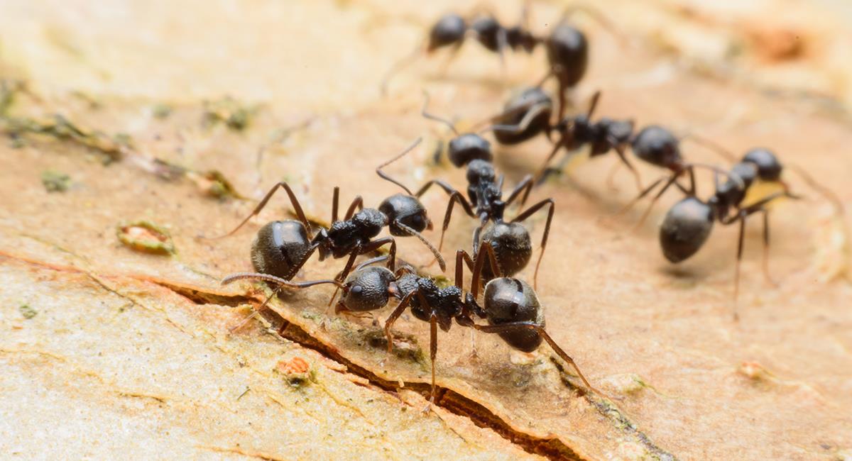 Significado de los sueños: 7 posibles razones por las que sueñas con hormigas. Foto: Shutterstock
