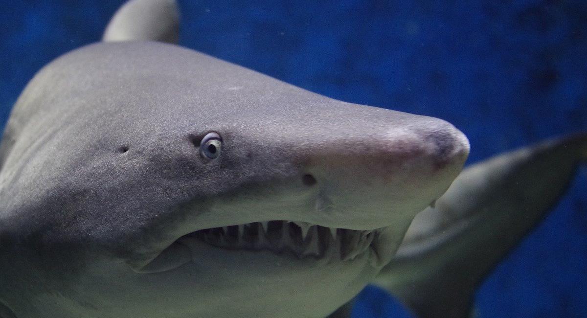 Los ataques de tiburones en el Mar Rojo se producen porque buques turísticos lanzan comida al mar. Foto: Pixabay