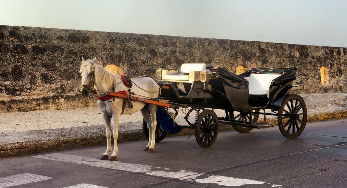Cartagena rendirá cuentas a la Procuraduría por el uso de caballos en coches turísticos. Foto: Shutterstock