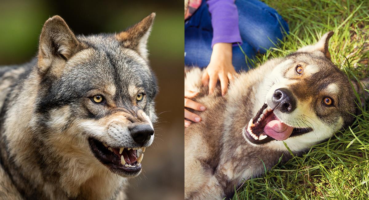 Estos son los sorprendentes cambios que provocó la domesticación de los perros. Foto: Shutterstock