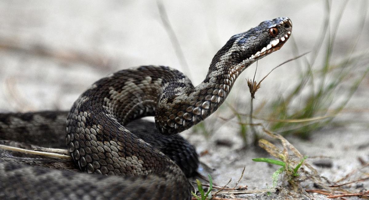 Trish Wilcher descubrió 18 serpientes viviendo debajo de su cama. Foto: Pixabay