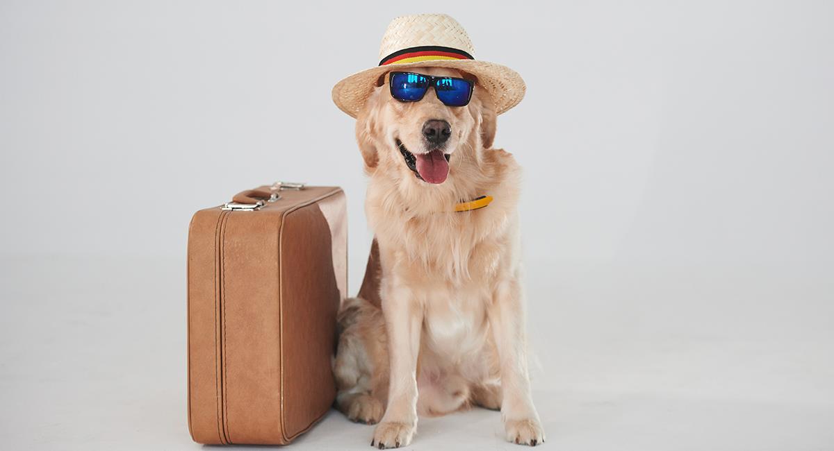 Lanzan guía de 10 acciones necesarias para viajar con tu mascota. Foto: Shutterstock