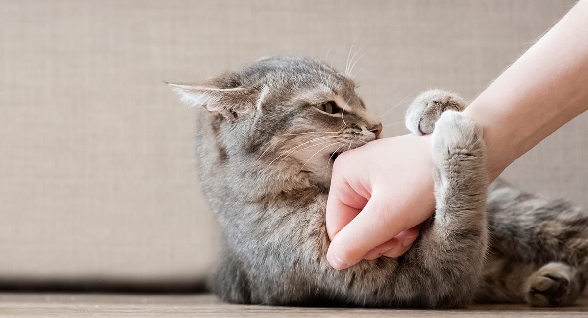 Curiosidades felinas: 7 razones por las que tu gato te ataca. Foto: Shutterstock