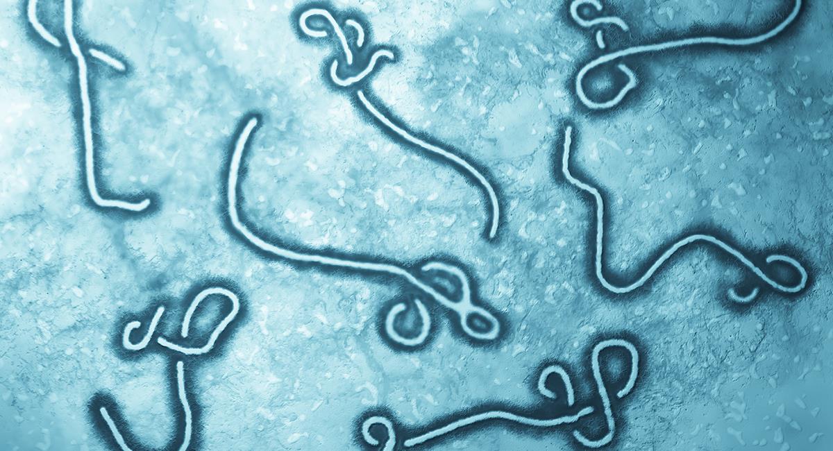 OMS muestra su preocupación por virus similar al Ébola. Foto: Shutterstock