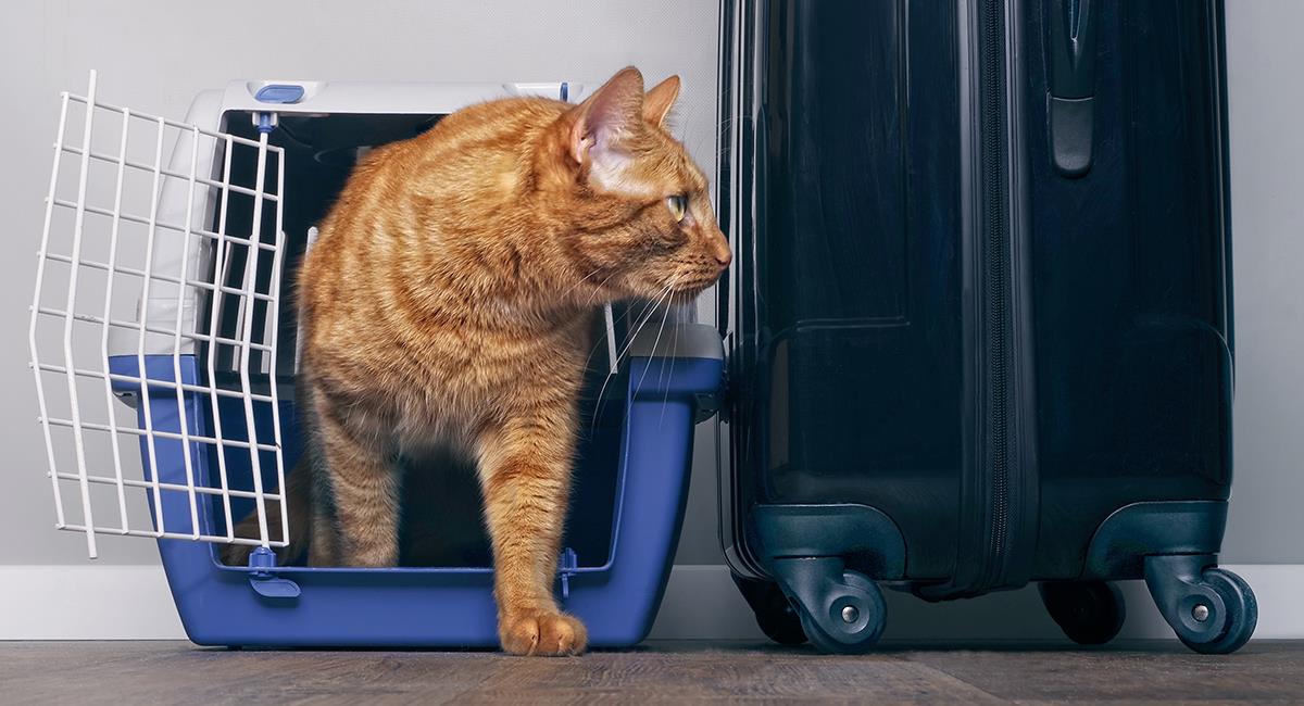 Polémica por aerolínea que no acepta gatos como animales terapéuticos. Foto: Shutterstock