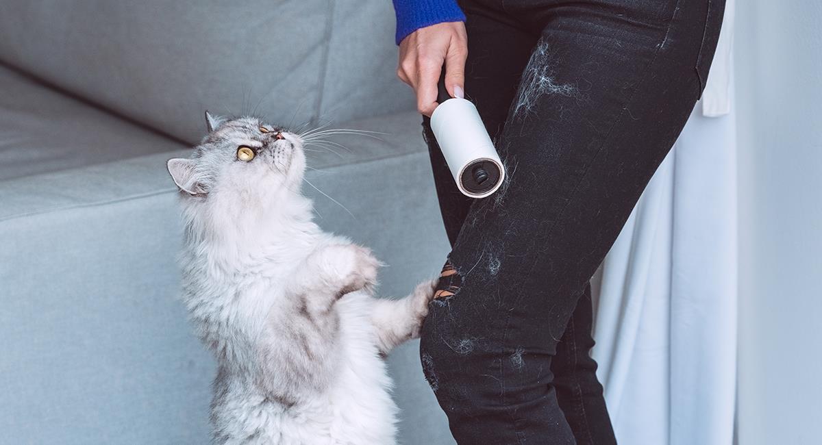 5 trucos para eliminar los pelos de tu gato de la ropa y los muebles. Foto: Shutterstock