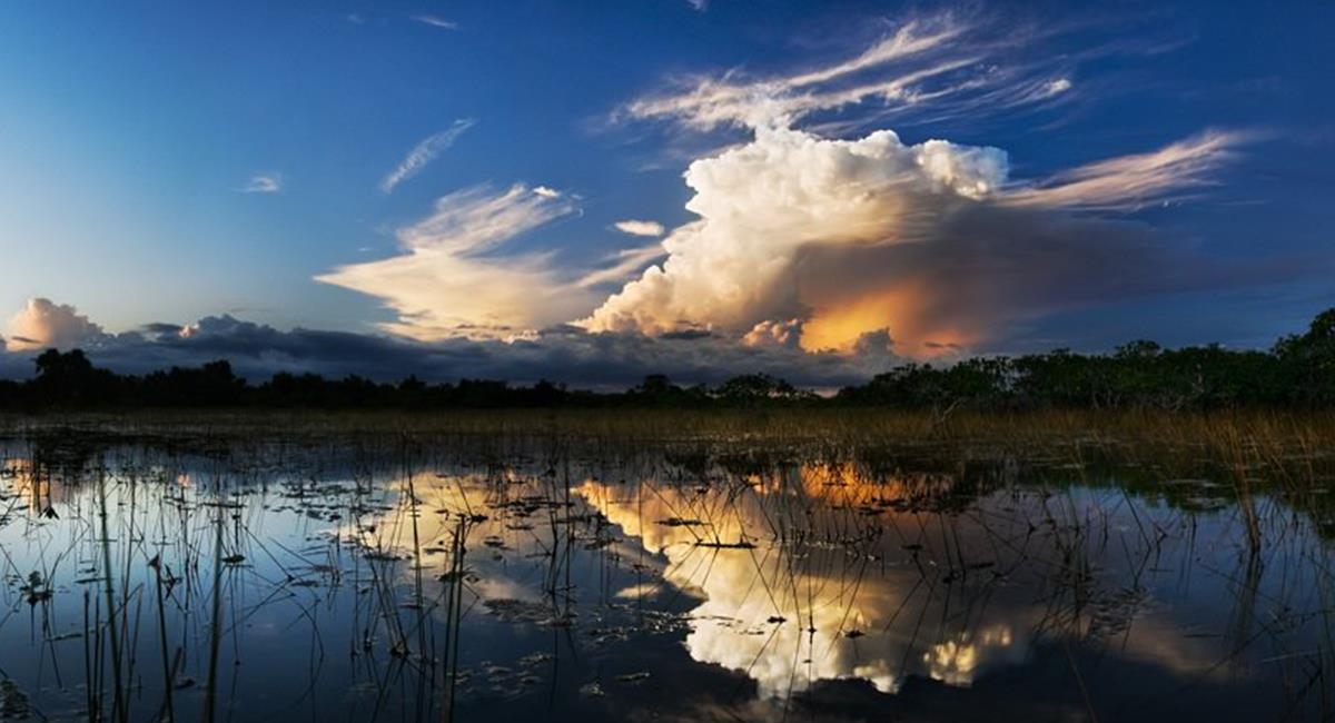 Los pantanos de Everglades tiene más de 6.000 kilómetros cuadrados. Foto: Twitter @USEmbassyMEX