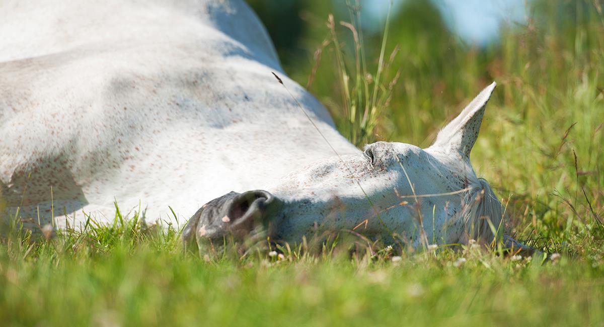 Maltrato animal: le dieron cocaína y otras sustancias a un caballo de carreras para ganar. Foto: Shutterstock
