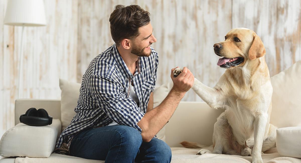 Te contamos cómo debes preparar tu hogar para tener una mascota. Foto: Shutterstock