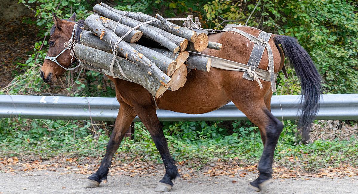 Nuevo caso de maltrato animal: caballo cae al suelo por exceso de carga. Foto: Shutterstock