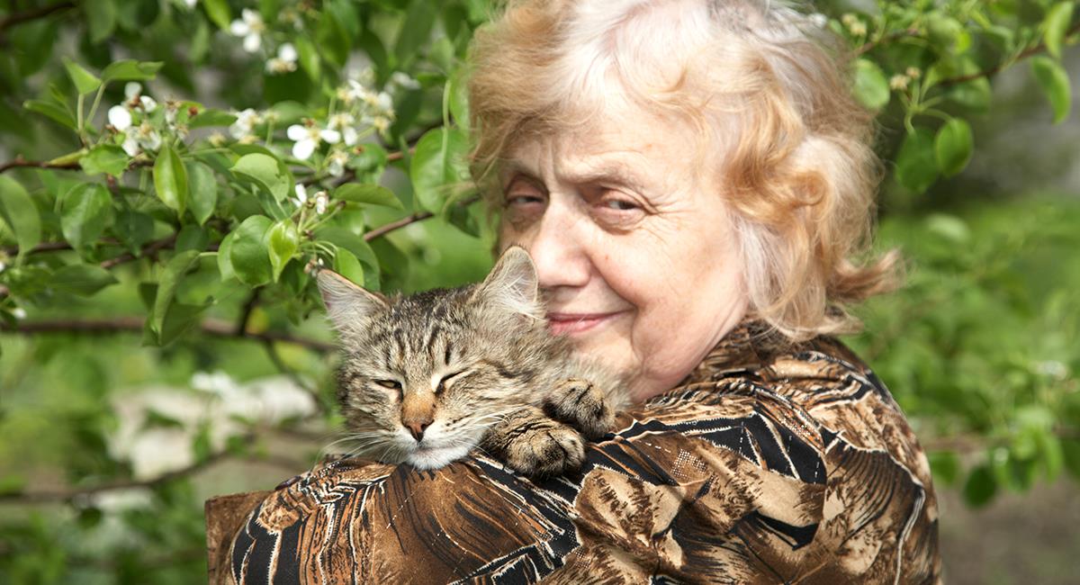 Héroe de 4 patas: gato salvó a mujer de 83 años que cayó por un barranco. Foto: Shutterstock