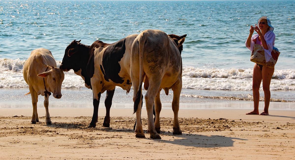 Las vacas han invadido la isla de Córcega, incluidas sus playas, y han atacado a turistas y residentes. Foto: Pixabay