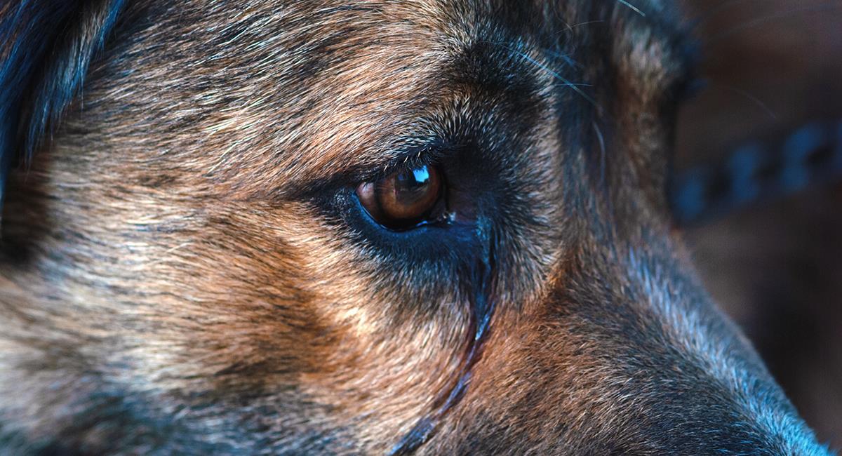 Por una imperfección, perro iba a ser sacrificado y ahora es una estrella en redes sociales. Foto: Shutterstock